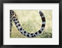 Close-up of a cheetah's tail, Ngorongoro Conservation Area, Arusha Region, Tanzania (Acinonyx jubatus) Fine Art Print