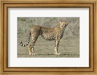 Side profile of a cheetah, Ngorongoro Conservation Area, Arusha Region, Tanzania (Acinonyx jubatus) Fine Art Print