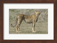 Side profile of a cheetah, Ngorongoro Conservation Area, Arusha Region, Tanzania (Acinonyx jubatus) Fine Art Print