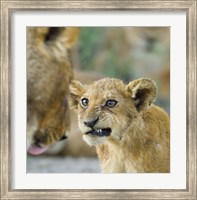 Close-up of a lion cub, Ngorongoro Conservation Area, Arusha Region, Tanzania (Panthera leo) Fine Art Print