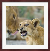 Lion Cub and Mother, Ngorongoro Conservation Area, Arusha Region, Tanzania (Panthera leo) Fine Art Print