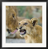 Lion Cub and Mother, Ngorongoro Conservation Area, Arusha Region, Tanzania (Panthera leo) Fine Art Print