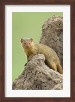 Side profile of a Dwarf mongoose, Tarangire National Park, Arusha Region, Tanzania (Helogale parvula) Fine Art Print