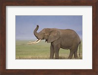 Side profile of an African elephant standing in a field, Ngorongoro Crater, Arusha Region, Tanzania (Loxodonta africana) Fine Art Print