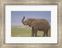 Side profile of an African elephant standing in a field, Ngorongoro Crater, Arusha Region, Tanzania (Loxodonta africana) Fine Art Print