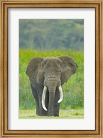 Close-up of an African elephant in a field, Ngorongoro Crater, Arusha Region, Tanzania (Loxodonta Africana) Fine Art Print