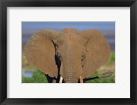 Close-up of an African elephant, Lake Manyara, Arusha Region, Tanzania (Loxodonta Africana) Fine Art Print