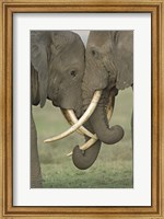 Two African elephants, Arusha Region, Tanzania Fine Art Print