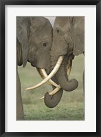 Two African elephants, Arusha Region, Tanzania Fine Art Print