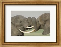Two African elephants fighting in a field, Ngorongoro Crater,Tanzania Fine Art Print