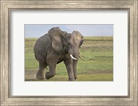 African elephant (Loxodonta Africana) running in a field, Ngorongoro Crater, Arusha Region, Tanzania Fine Art Print