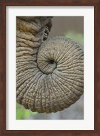 Close-up of an African elephant's trunk, Ngorongoro Crater, Arusha Region, Tanzania (Loxodonta Africana) Fine Art Print