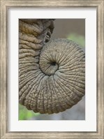 Close-up of an African elephant's trunk, Ngorongoro Crater, Arusha Region, Tanzania (Loxodonta Africana) Fine Art Print