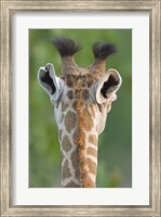 Close-up of a Masai giraffe, Lake Manyara, Arusha Region, Tanzania (Giraffa camelopardalis tippelskirchi) Fine Art Print