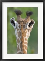 Close-up of a Masai giraffe, Lake Manyara, Arusha Region, Tanzania (Giraffa camelopardalis tippelskirchi) Fine Art Print