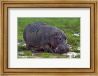 Close-up of a hippopotamus, Lake Manyara, Arusha Region, Tanzania (Hippopotamus amphibius) Fine Art Print