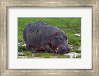 Close-up of a hippopotamus, Lake Manyara, Arusha Region, Tanzania (Hippopotamus amphibius) Fine Art Print