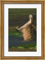 Hippopotamus Yawning, Lake Manyara, Arusha Region, Tanzania Fine Art Print
