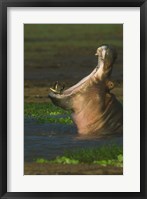 Hippopotamus Yawning, Lake Manyara, Arusha Region, Tanzania Fine Art Print