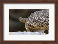 Close-up of a Leopard tortoise, Tarangire National Park, Arusha Region, Tanzania (Geochelone pardalis) Fine Art Print