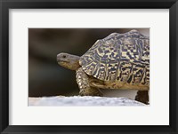 Close-up of a Leopard tortoise, Tarangire National Park, Arusha Region, Tanzania (Geochelone pardalis) Fine Art Print