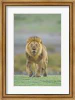 Portrait of a Lion walking in a field, Ngorongoro Conservation Area, Arusha Region, Tanzania (Panthera leo) Fine Art Print