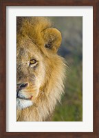 Close-up of a lion, Ngorongoro Conservation Area, Arusha Region, Tanzania (Panthera leo) Fine Art Print