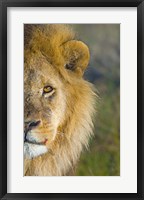Close-up of a lion, Ngorongoro Conservation Area, Arusha Region, Tanzania (Panthera leo) Fine Art Print