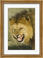 Close-up of a lion snarling, Ngorongoro Conservation Area, Arusha Region, Tanzania (Panthera leo) Fine Art Print