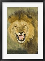 Close-up of a lion roaring, Ngorongoro Conservation Area, Arusha Region, Tanzania (Panthera leo) Fine Art Print