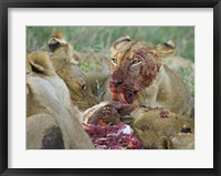 Four lioness eating a kill, Ngorongoro Conservation Area, Arusha Region, Tanzania (Panthera leo) Fine Art Print