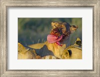 Close-up of a lioness eating a zebra liver, Ngorongoro Conservation Area, Arusha Region, Tanzania (Panthera leo) Fine Art Print