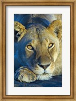 Close-up of a lioness, Ngorongoro Conservation Area, Arusha Region, Tanzania (Panthera leo) Fine Art Print