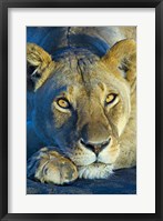 Close-up of a lioness, Ngorongoro Conservation Area, Arusha Region, Tanzania (Panthera leo) Fine Art Print
