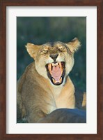 Close-up of a lioness roaring, Ngorongoro Conservation Area, Arusha Region, Tanzania (Panthera leo) Fine Art Print