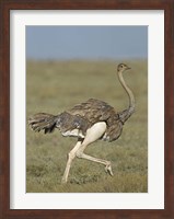 Side profile of an Ostrich running in a field, Ngorongoro Conservation Area, Arusha Region, Tanzania (Struthio camelus) Fine Art Print