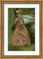 Close-up of a bat hanging from a branch, Lake Manyara, Arusha Region, Tanzania Fine Art Print