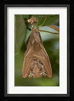 Close-up of a bat hanging from a branch, Lake Manyara, Arusha Region, Tanzania Fine Art Print