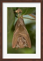 Close-up of a bat hanging from a branch, Lake Manyara, Arusha Region, Tanzania Fine Art Print