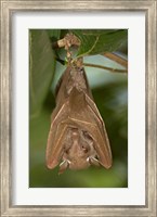 Close-up of a bat hanging from a branch, Lake Manyara, Arusha Region, Tanzania Fine Art Print