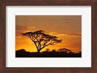 Silhouette of Trees in a field, Ngorongoro Conservation Area, Arusha Region, Tanzania Fine Art Print