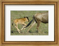 Side profile of a wildebeest and its calf running in a field, Ngorongoro Conservation Area, Arusha Region, Tanzania Fine Art Print