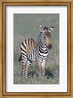 Young zebra standing in a field Fine Art Print