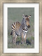 Young zebra standing in a field Fine Art Print