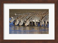 Herd of zebras drinking water, Ngorongoro Conservation Area, Arusha Region, Tanzania (Equus burchelli chapmani) Fine Art Print