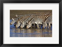 Herd of zebras drinking water, Ngorongoro Conservation Area, Arusha Region, Tanzania (Equus burchelli chapmani) Fine Art Print