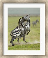 Two zebras fighting in a field, Ngorongoro Conservation Area, Arusha Region, Tanzania (Equus burchelli chapmani) Fine Art Print