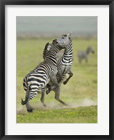Two zebras fighting in a field, Ngorongoro Conservation Area, Arusha Region, Tanzania (Equus burchelli chapmani) Fine Art Print