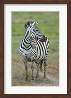 Zebra standing in a field, Ngorongoro Conservation Area, Arusha Region, Tanzania (Equus burchelli chapmani) Fine Art Print