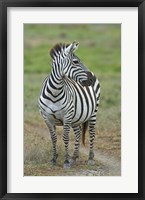 Zebra standing in a field, Ngorongoro Conservation Area, Arusha Region, Tanzania (Equus burchelli chapmani) Fine Art Print